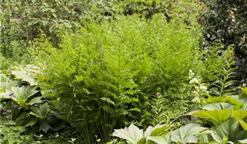 Zum Vergrößern klicken Bildvorschau