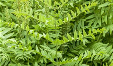 Zum Vergrößern klicken Bildvorschau