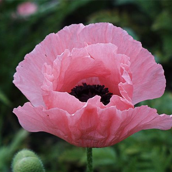 Orientalischer Garten-Mohn 'Helen Elizabeth'