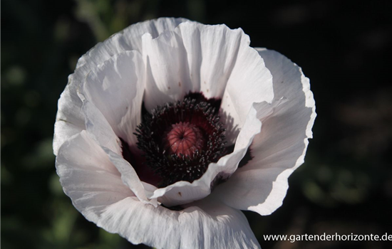 Orientalischer Mohn