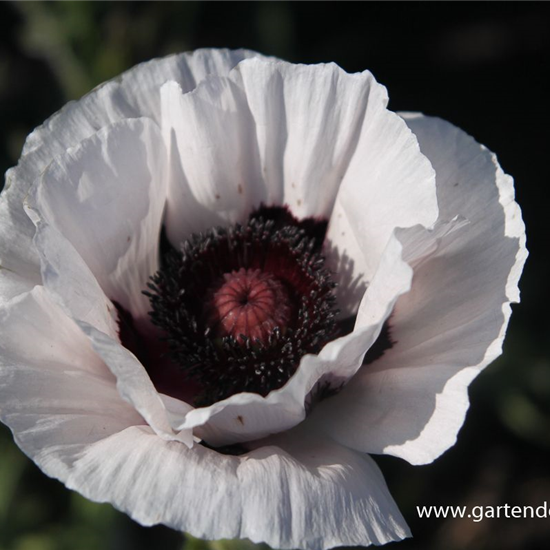 Orientalischer Mohn