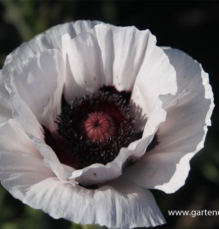 Papaver orientale 'Perry's White'