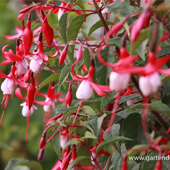 Patagonische Fuchsie 'Madame Cornelissen'