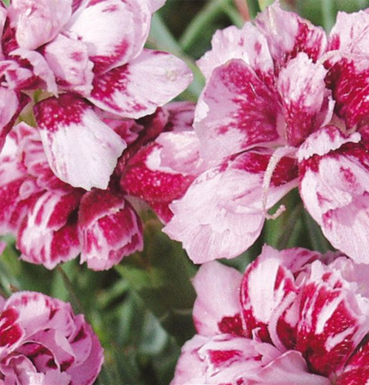 Dianthus gratianop.'Walfried Gem'