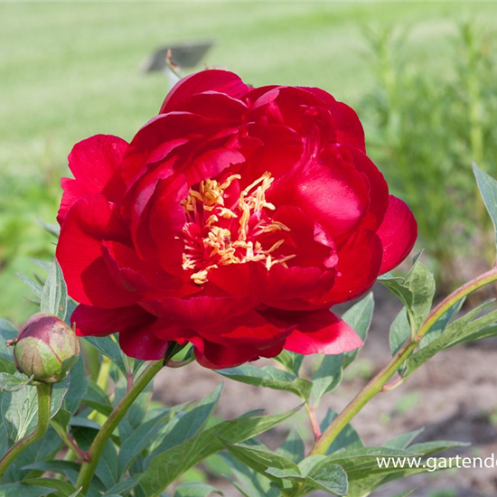 Pfingstrose 'Buckeye Belle'