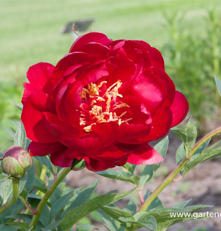 Paeonia 'Buckeye Belle'