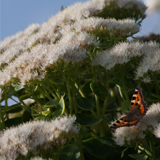 Prächtiges Garten-Fettblatt 'Stardust'