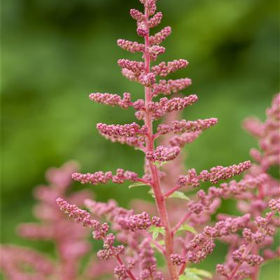 Prachtspiere 'Younique Carmine'®