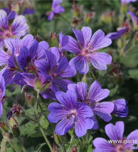 Prächtiger Garten-Storchschnabel 'Rosemoor'