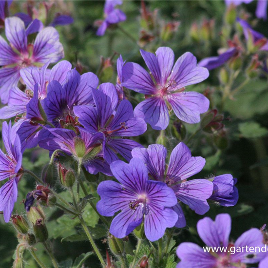 Prächtiger Garten-Storchschnabel 'Rosemoor'