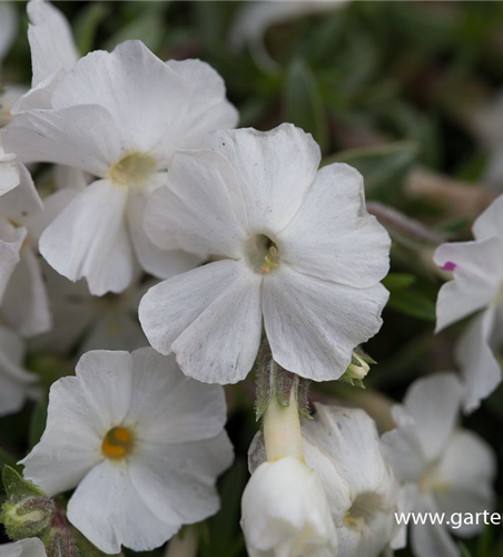 Phlox douglasii 'White Admiral'