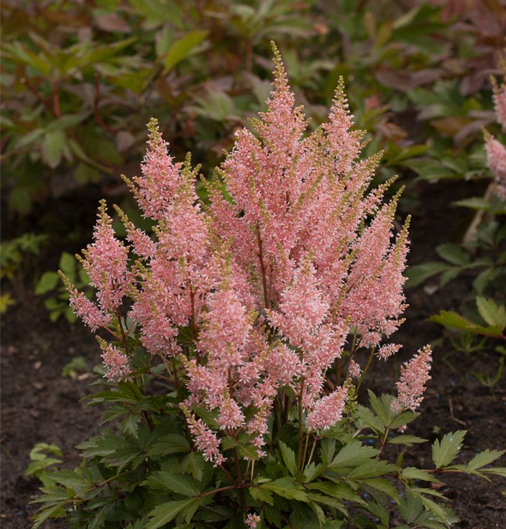 Astilbe japonica 'Younique Salmon'®