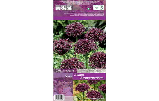 Purpurblütiger Lauch