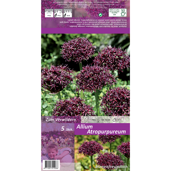 Purpurblütiger Lauch