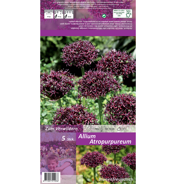 Allium atropurpureum