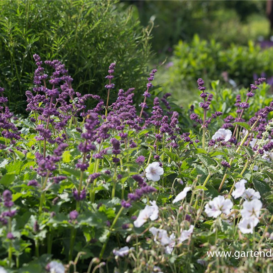 Quirlblütiger Garten-Salbei 'Purple Rain'