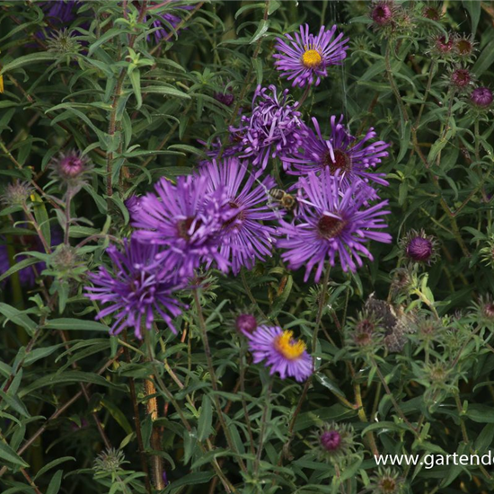 Raublatt-Aster