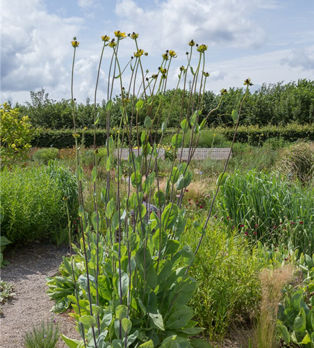 Riesen-Sonnenhut Riesen-Sonnenhut