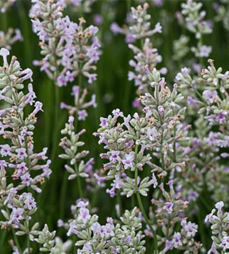 Rosablühender Garten-Lavendel 'Rosea'