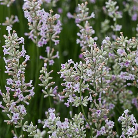 Rosablühender Garten-Lavendel 'Rosea'