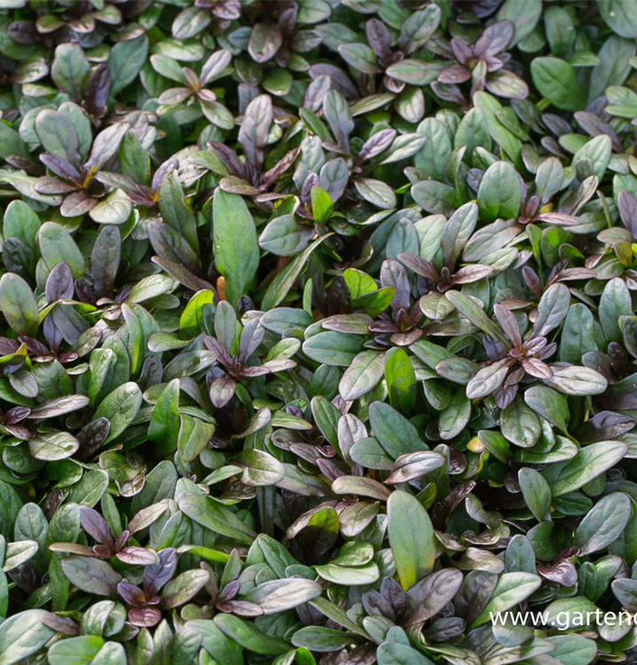 Ajuga reptans 'Chocolate Chip'