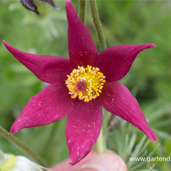 Rotblühende Garten-Kuhschelle 'Rote Glocke'