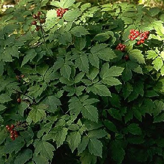 Rotfruchtiges Christophskraut Rotfruchtiges Christophskraut