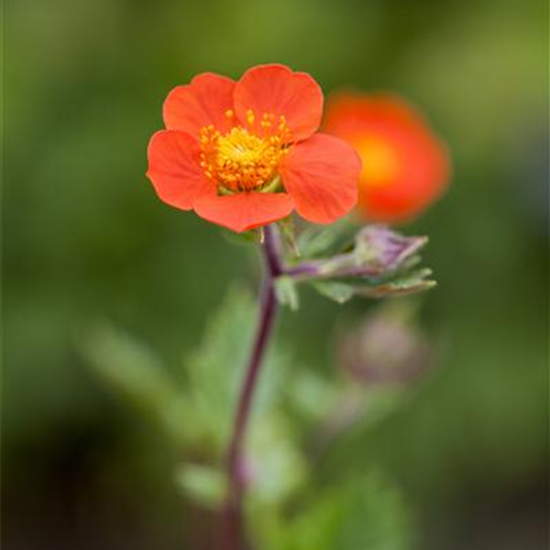 Rotblühende Nelkenwurz 'Koi'