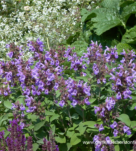 Salvia officinalis 'Berggarten'