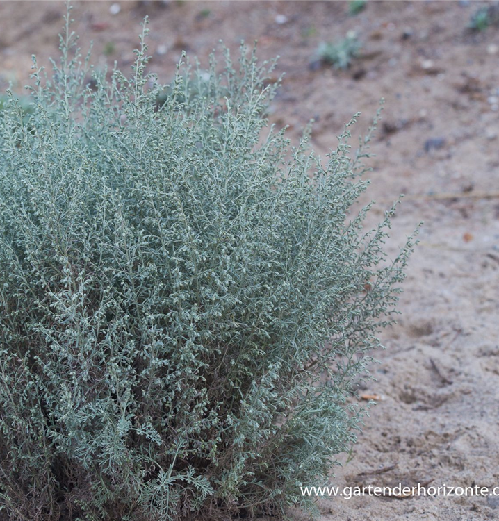 Artemisia maritima