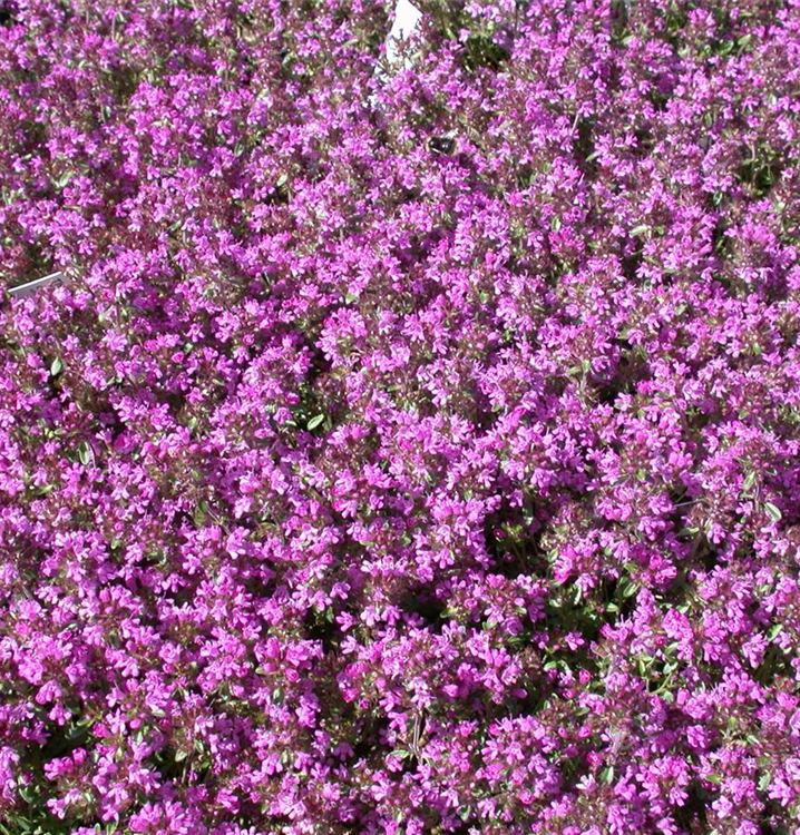 Thymus serpyllum