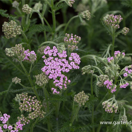 Schafgarbe 'Lilac Beauty'