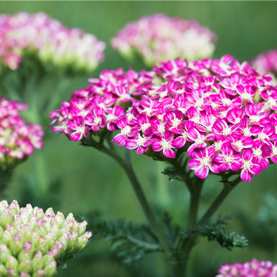 Schafgarbe 'Cerise Queen'