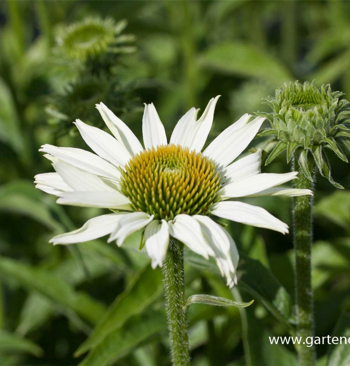 Echinacea purpurea 'White Swan'