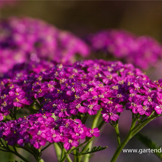 Schafgarbe 'Pretty Belinda'®