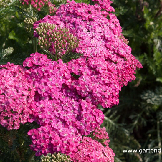 Schafgarbe 'Saucy Seduction'