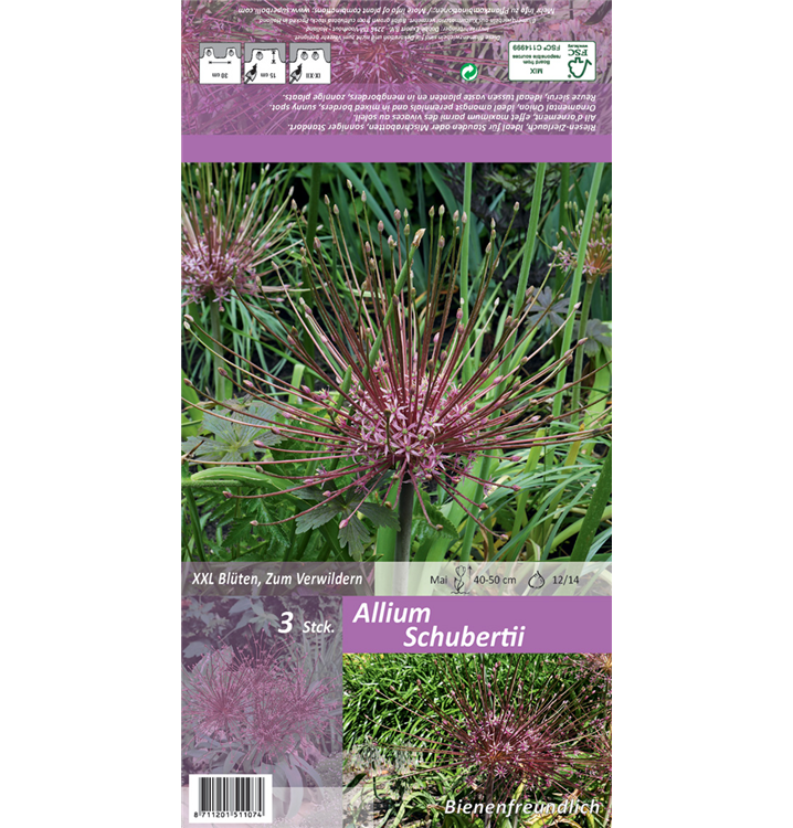 Allium schubertii