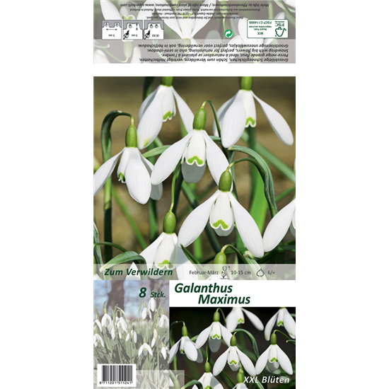 Schneeglöckchen 'Maximus'