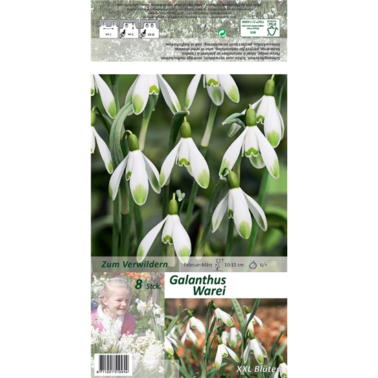 Schneeglöckchen 'Warei'