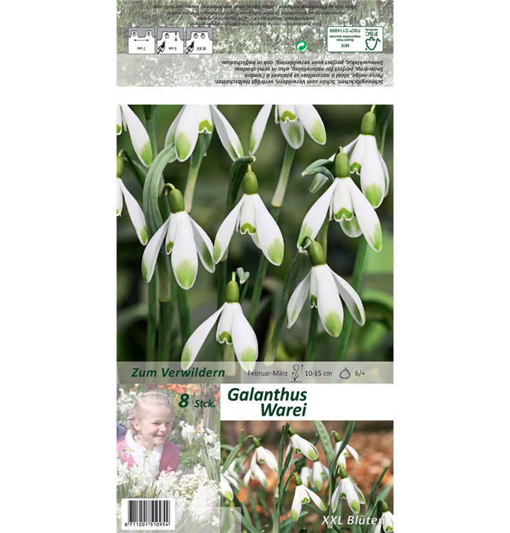 Galanthus nivalis 'Warei'