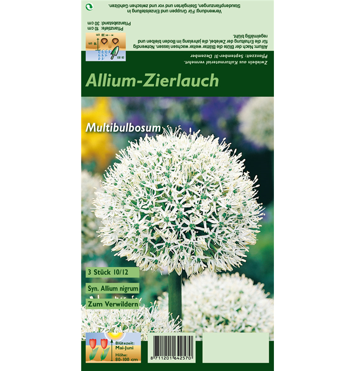 Allium nigrum