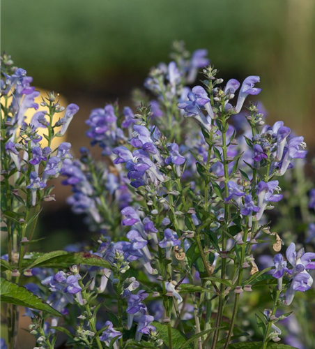 Scutellaria incana