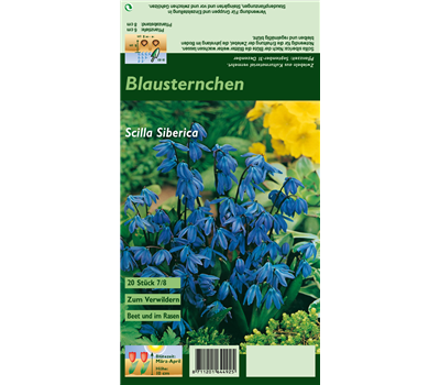 Sibirischer Blaustern
