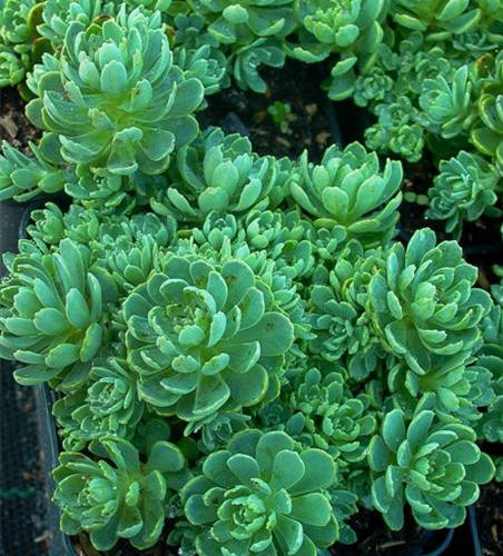 Sedum pachyclados