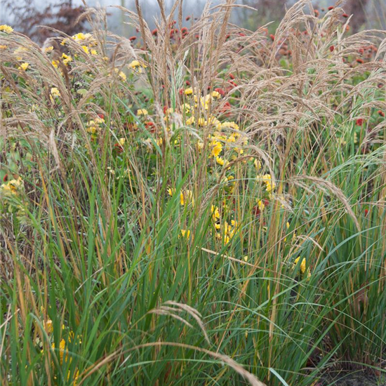 Silberährengras 'Algäu'