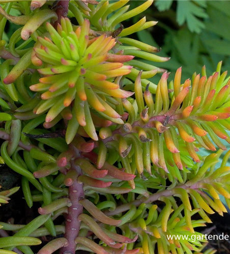 Sedum reflexum 'Angelina'