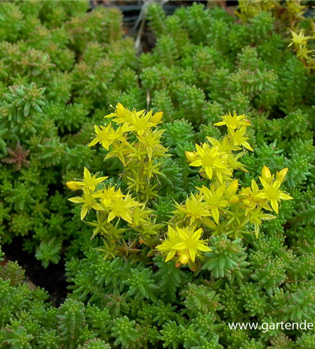 Sedum sexangulare