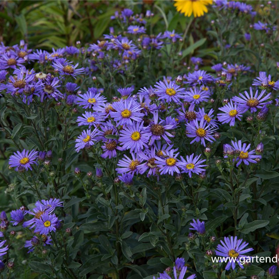 Sommer-Aster