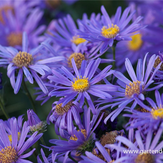 Sommer-Aster 'Jungfrau'