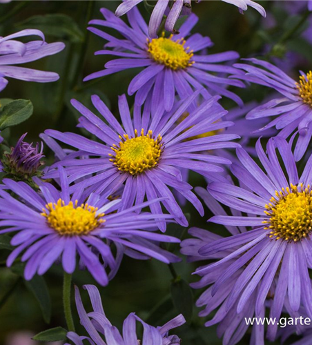 Sommer-Aster 'Mönch' Sommer-Aster 'Mönch'